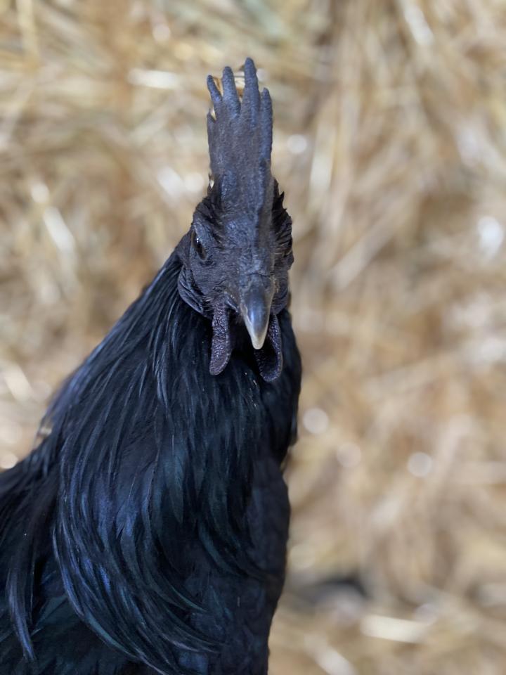 Ayam Cemani Hahn mit schwarzem Gefieder, schwarzem Kamm und schwarzem Schnabel vor Stroh