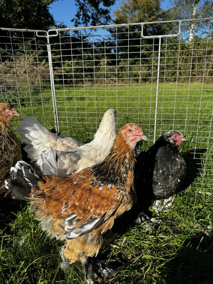 Brahma-Hennen in verschiedenen Farben mit befiederten Füßen vor einem Weidezaun