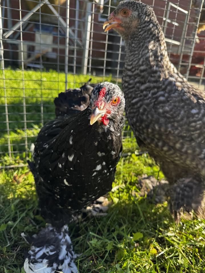 Schwarz-weiß gesprenkelte Brahma-Henne mit befiederten Füßen, dahinter eine gesperberte Henne