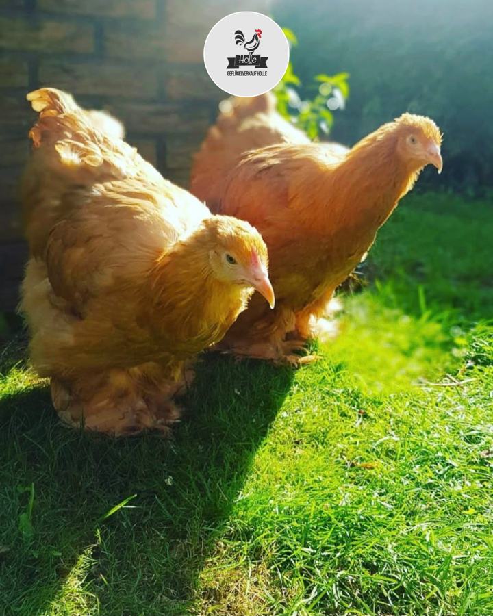Zwei Große Cochin Hennen in Gelb mit üppigem Gefieder in der Sonne auf einer Wiese