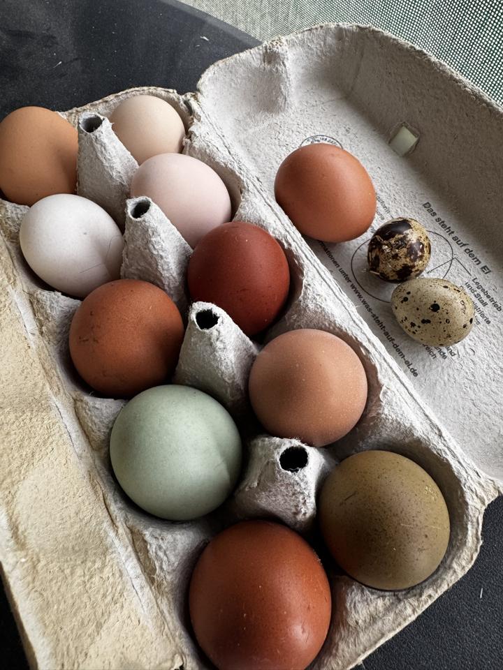 Eierkarton mit Hühnereiern in vielen Farben und zwei Wachteleiern