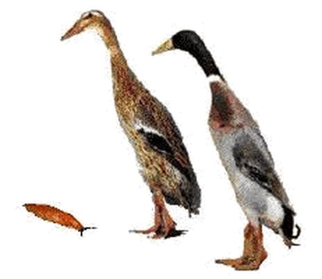 Zwei Laufenten, braun und dunkelgrün-grau, aufrecht stehend