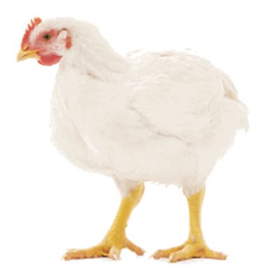 Weißes Masthähnchen auf gelben Läufen
